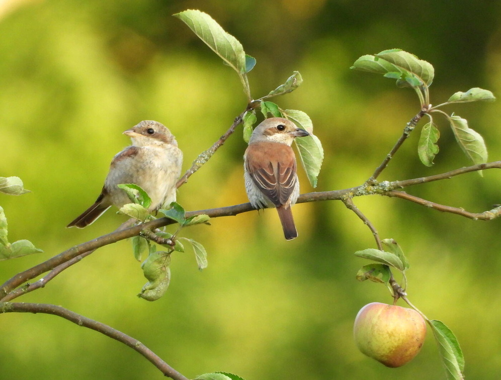 Auswahl zum Foto des Monats September 2025