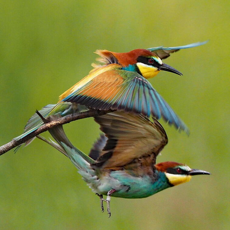 FOTO DES MONATS JANUAR 2026