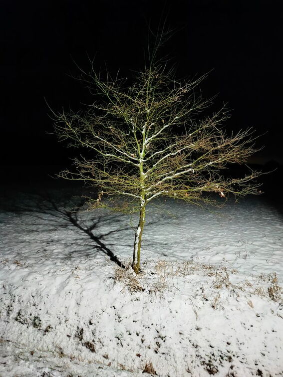 rhen Baum im Schnee