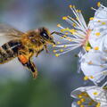 (Auswahl Foto des Monats 3/26)Biene ernähren sich im März von dem frühblühenden Wildpflaume. 