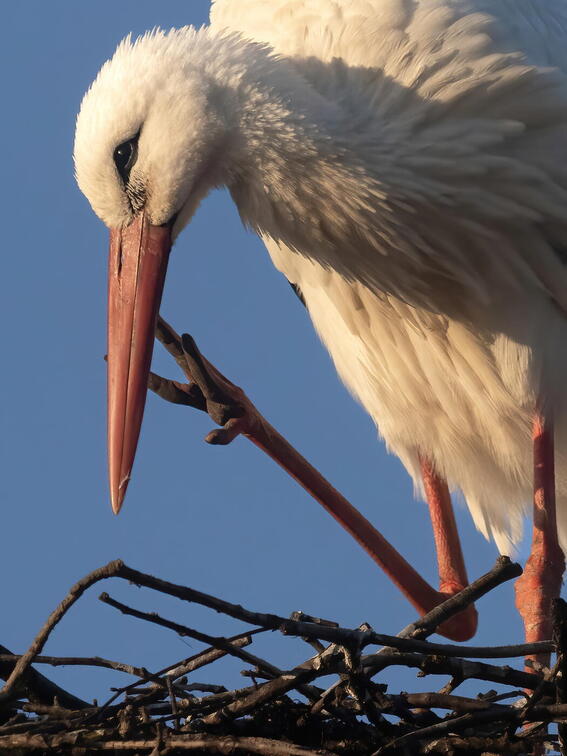 (Auswahl Foto des Monats 3/26)Der männliche Weißstorch trifft als Erster am Nistplatz ein.