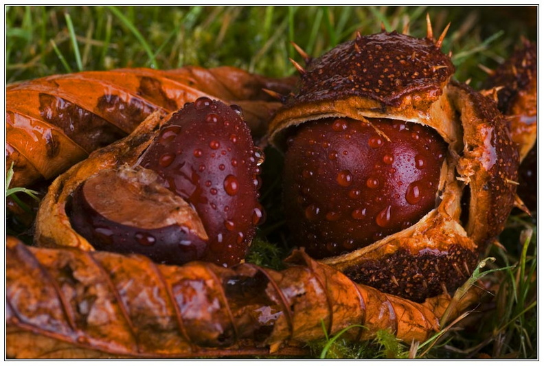 bild des monats 2011 10 gwun