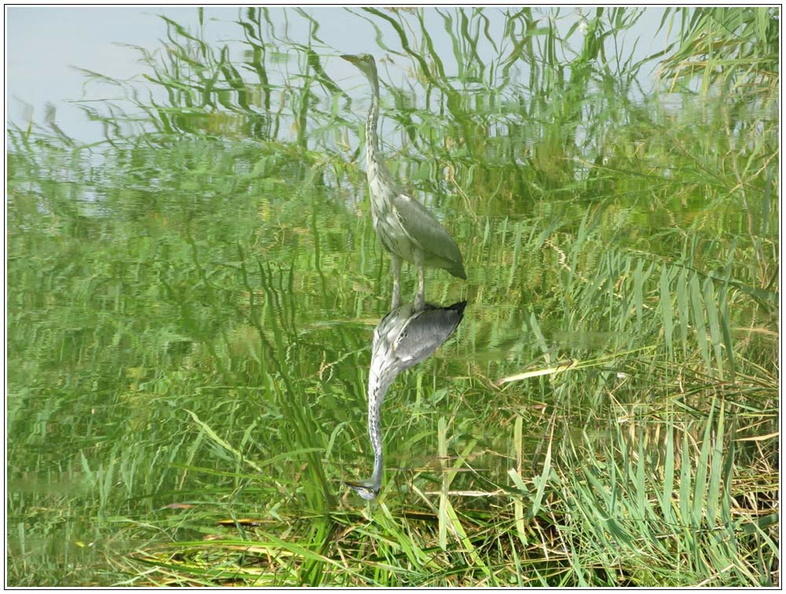 bild des monats 2018 09gzim