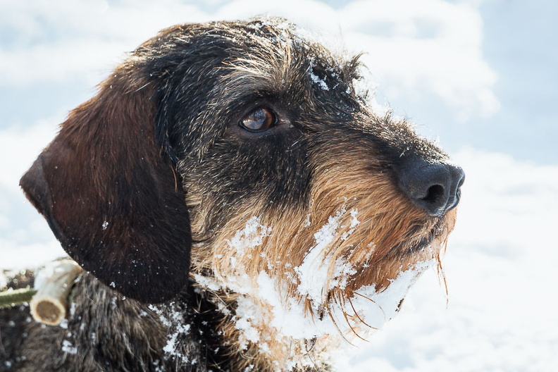 "Tiefschnee" für den Dackel