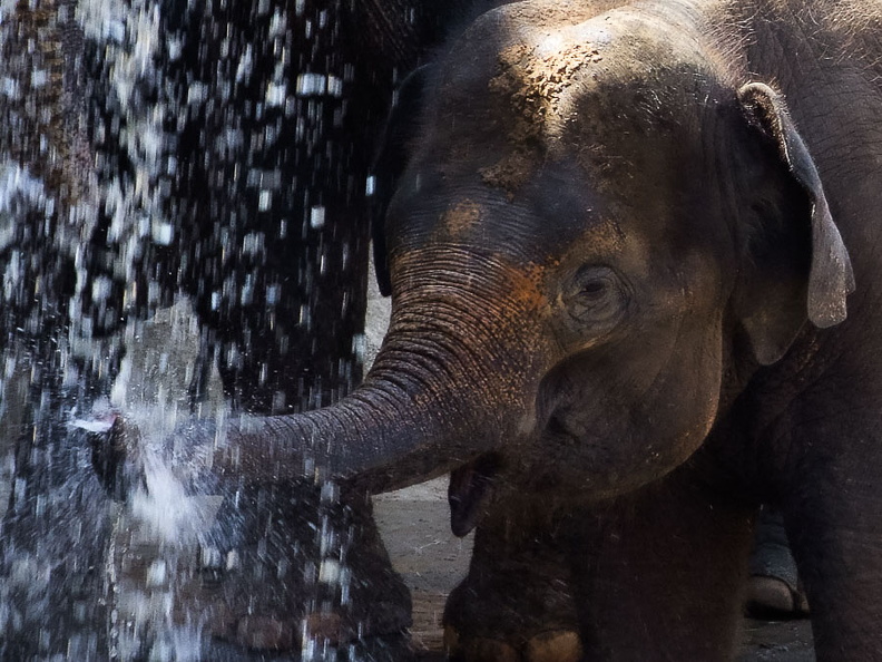 Ein Elefantenkind im Zoo Hannover