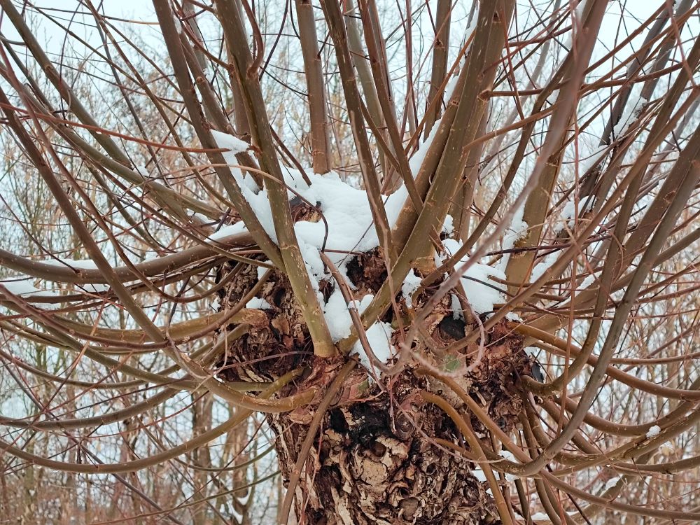 rhen Schnee in Baumkrone